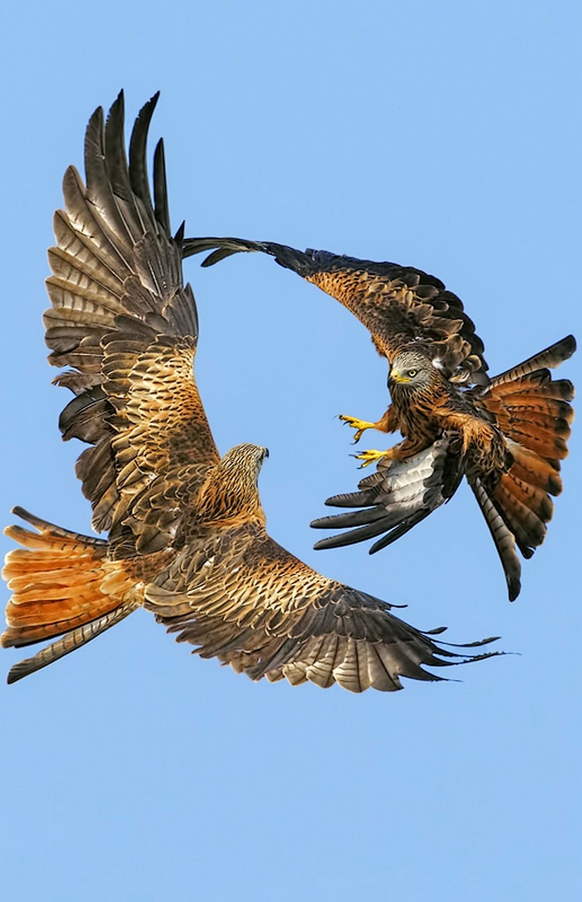 Clickable Image