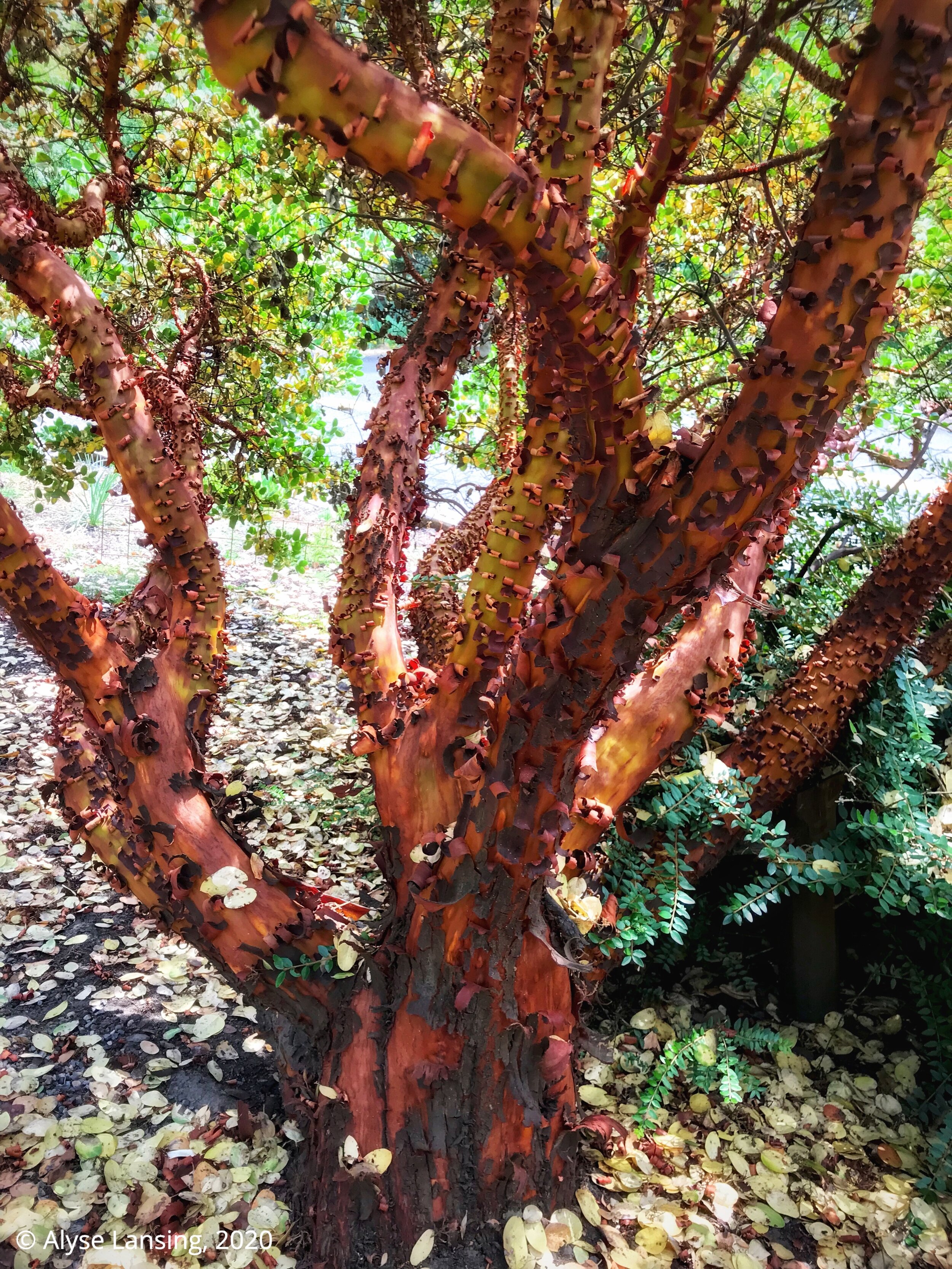 Manzanita